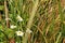 Daisies in the grass