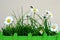 Daisies in the grass and green miniature fence