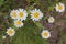 Daisies in the grass. Top view of little chamomile flowers. Natural floral background.