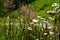 Daisies in a green field in the summer. The concept of serenity, simplicity and minimalism