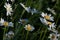 Daisies in green meadow