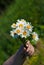 Daisies in green meadow