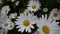 Daisies growing on the flowerbed