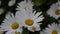 Daisies Growing on the Flowerbed video footage close up of flowers.