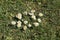 Daisies growing in a lawn