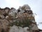 Daisies growing in stone in Temple of Apollo Didima