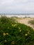 Daisies Growing Wild on the Sand Dunes Along the Coast of Florida Beaches in Ponce Inlet and Ormond Beach, Florida