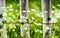 Daisies and hydrangeas growing along wooden fence