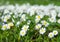 Daisies, lawn of daisy flowers