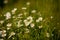 Daisies, lawn of daisy flowers