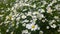 Daisies, lawn of daisy flowers, summer flower field