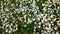 Daisies, lawn of daisy flowers, summer flower field