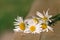 Daisies lie on a wooden podium. Summer scene