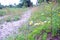 Daisies lining a country road