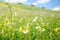 Daisies and many other wild summer flowers