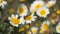 Daisies in a meadow Moved