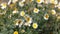 Daisies in a meadow Moved