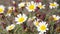 Daisies in a meadow Moved