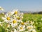 Daisies in the middle of the field. Summer does not let go