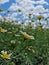 Among the daisies this morning passes slowly in the wind.