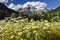 Daisies at Mount Robson provincial park, Canada