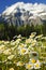 Daisies at Mount Robson provincial park, Canada