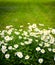 Daisies on mown lawn