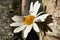 Daisies and an old wooden log