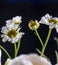 Daisies over black background