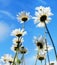 Daisies over blue sky