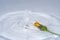 Daisies photographed in the studio under the best conditions