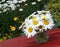 Daisies on picnic table