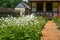 Daisies and Poppies, Square Foot Garden, German House and Barn