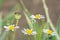 Daisies and Poppy Seedheads on a countryside footpath