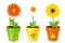 Daisies In Pots With Pictures. Vector