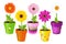 Daisies In Pots With Pictures. Vector