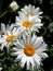 Daisies with pure white petals