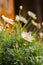 Daisies after rain