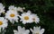 Daisies with rain drops