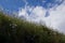 Daisies on a ridge seen against the sunny sky in Nuchatlitz Inlet, British Columbia