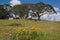 Daisies and snow gums