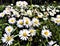 Daisies in a South Dublin field