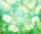 Daisies spring background