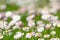 daisies on a spring lawn on a green background as a postcard. fresh spring composition 10