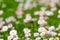 daisies on a spring lawn on a green background as a postcard. fresh spring composition 11