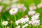 daisies on a spring lawn on a green background as a postcard. fresh spring composition 12