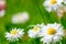 daisies on a spring lawn on a green background as a postcard. fresh spring composition 14