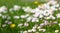 daisies on a spring lawn on a green background as a postcard. fresh spring composition 7