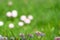 daisies on a spring lawn on a green background as a postcard. fresh spring composition 9