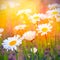 Daisies and sunshine background